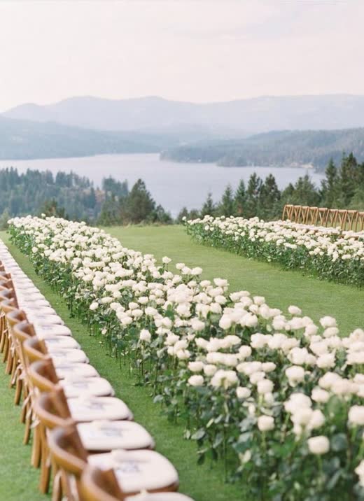 Rows of white roses along a lawn above a lake